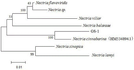 Fragrance generating fungus and application thereof