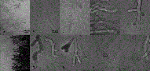 Fragrance generating fungus and application thereof