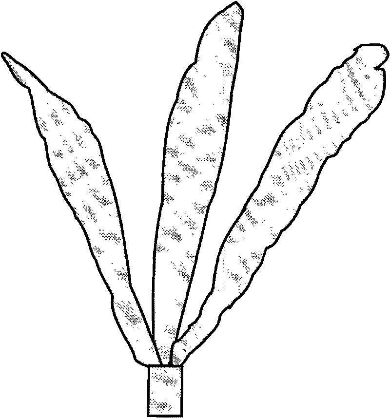 Biomimetic photocatalysis membrane separation assembly for purifying water