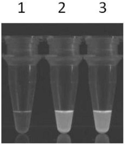 Visual rapid detection kit for KHV (Koi herpesvirus)