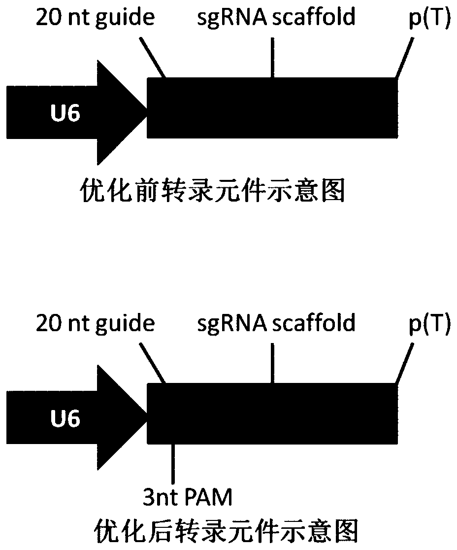 Method for screening related host factors of target virus and application