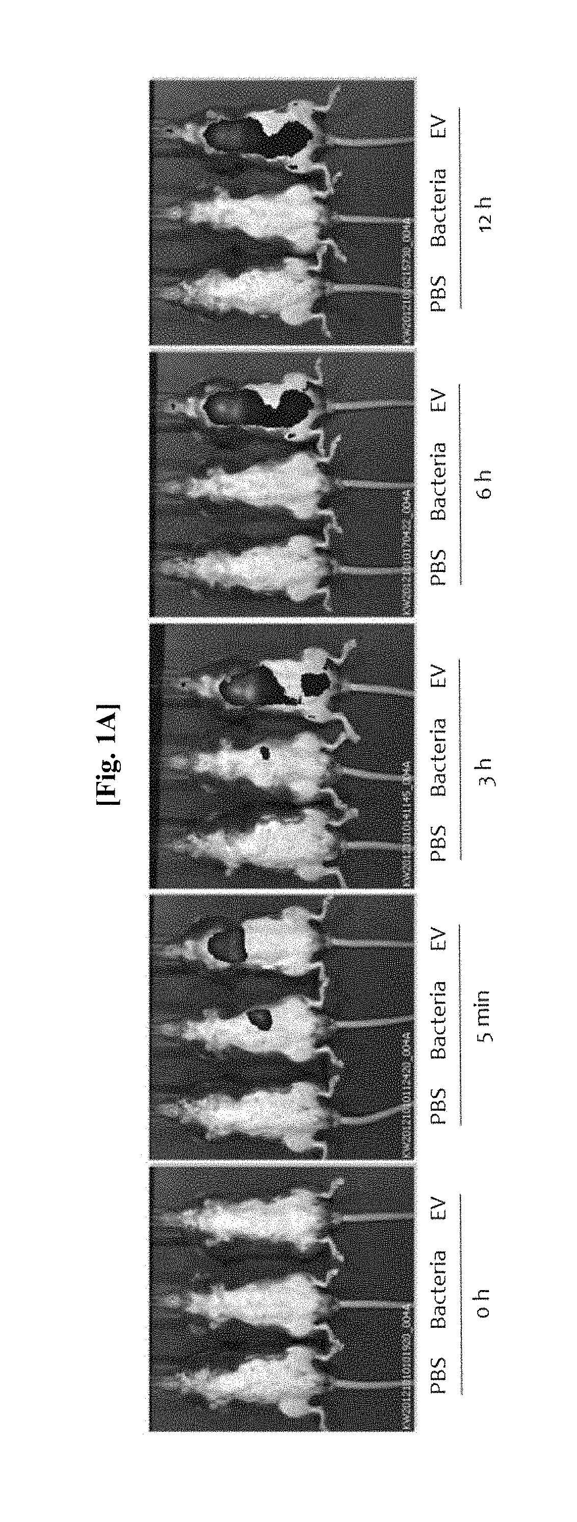 Nanovesicle derived from proteus genus bacteria, and use thereof