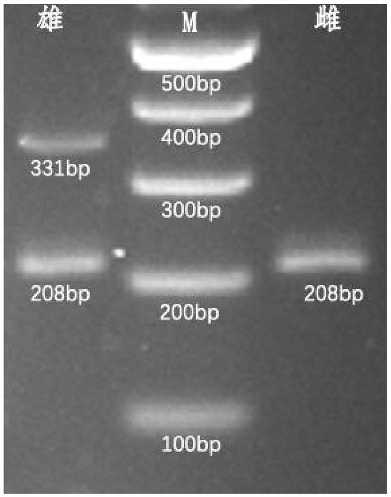 Microsatellite marker, primer and identification method for genetic sex identification of hucho taimen and application of microsatellite marker and primer for genetic sex identification of hucho taimen