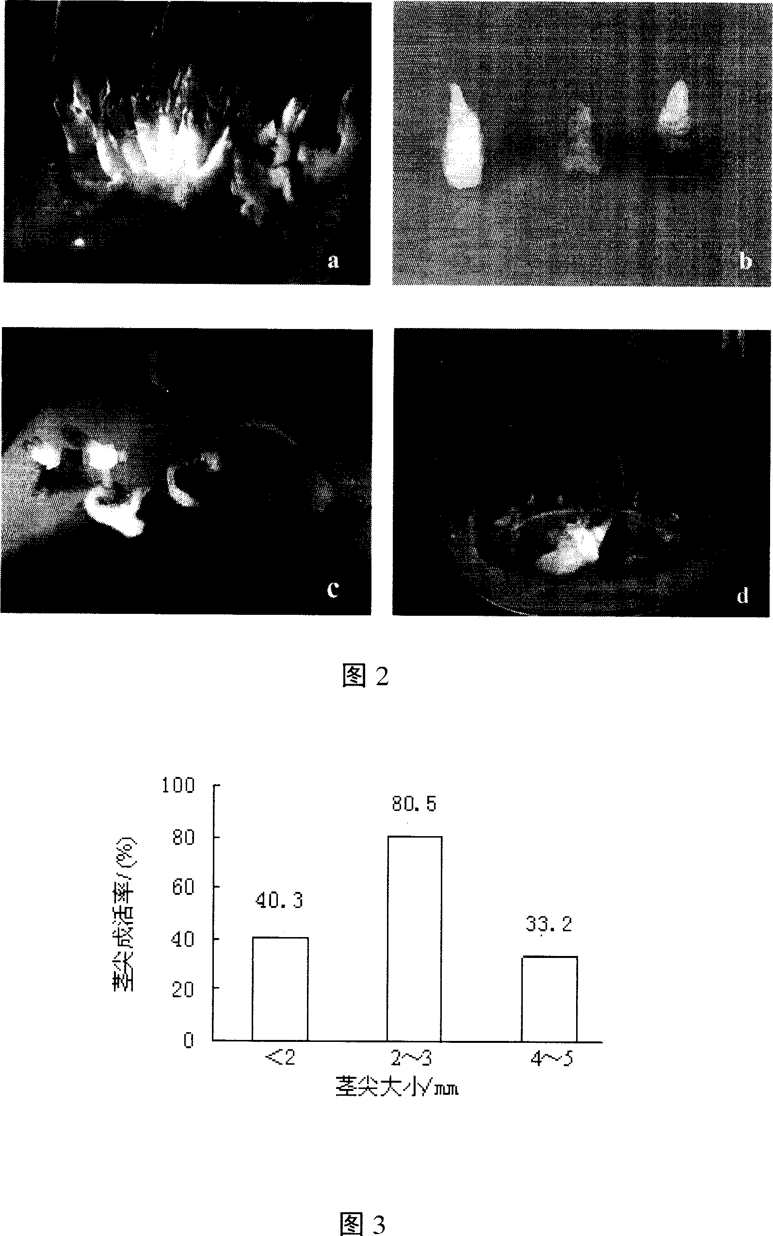 Ultra-low temperature preserving method for nutrient breeding flower and short-tube lycoris