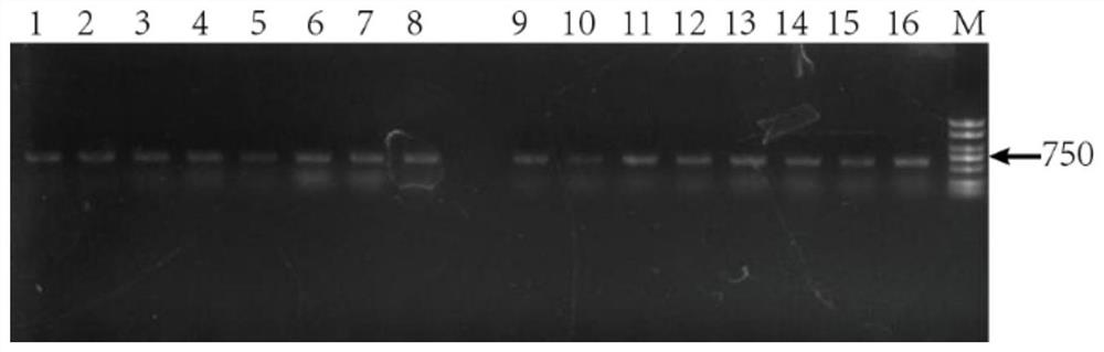 Construction and application of recombinant saccharomyces cerevisiae for synthesizing carminic acid