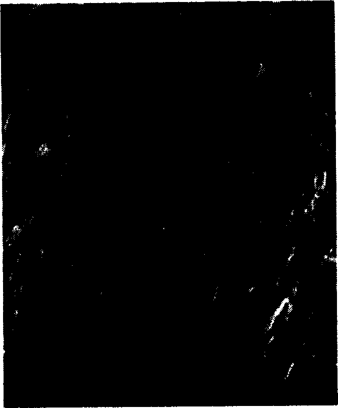 Method for preparing layered cobalt base oxide thermoelectric material