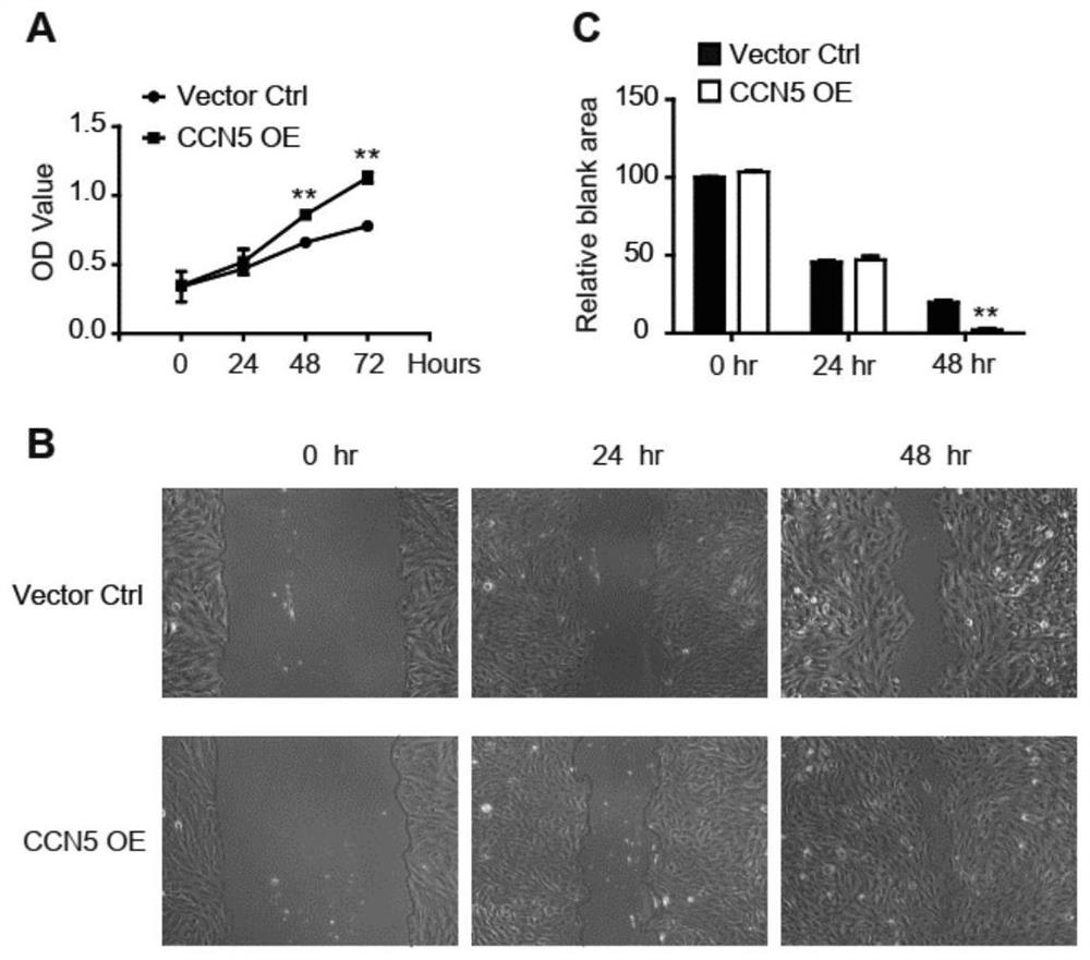 Stromal cell protein CCN5 composition and application thereof