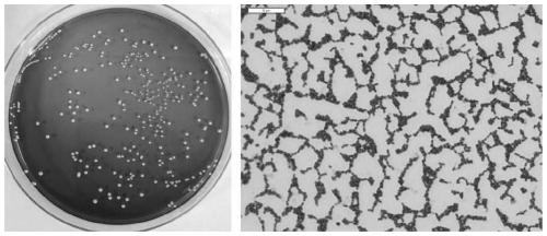 Lactobacillus reuteri with weight reducing function and application of lactobacillus reuteri