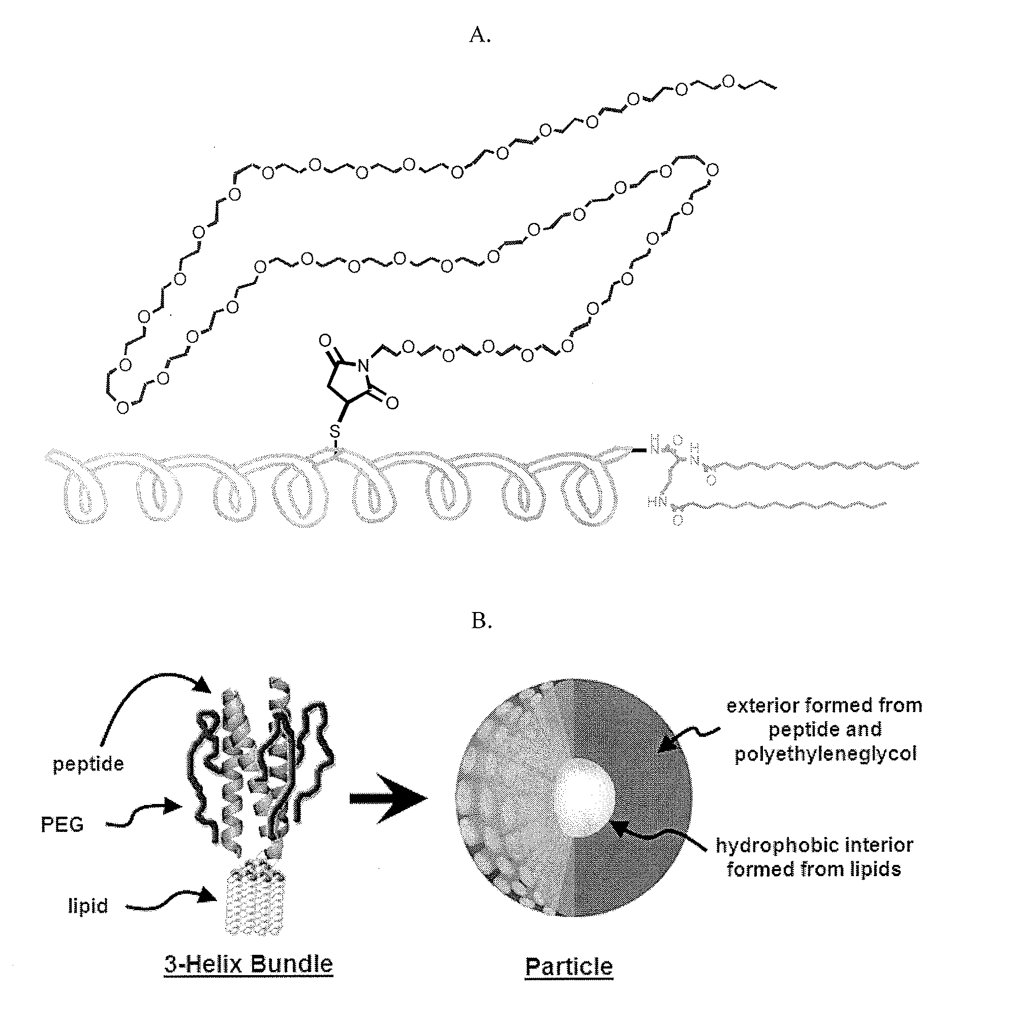 Lipid-Peptide-Polymer Conjugates and Nanoparticles Thereof