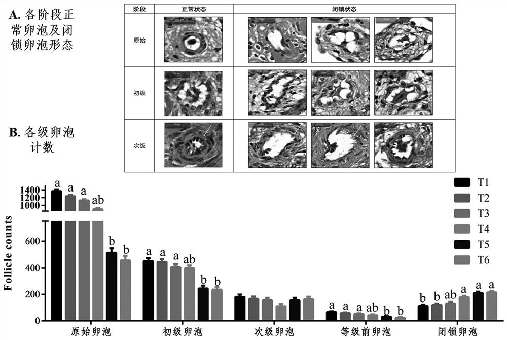 A method for establishing a model of oxidative stress in the ovary of laying hens