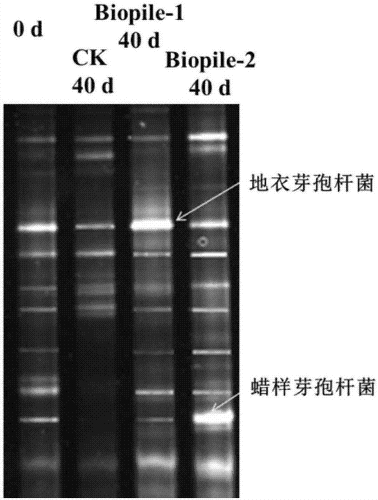 Mixed microbial agent suitable for deep-repairing petroleum hydrocarbon polluted soil in middle temperature aerobic biopile system as well as preparation and application of mixed microbial agent