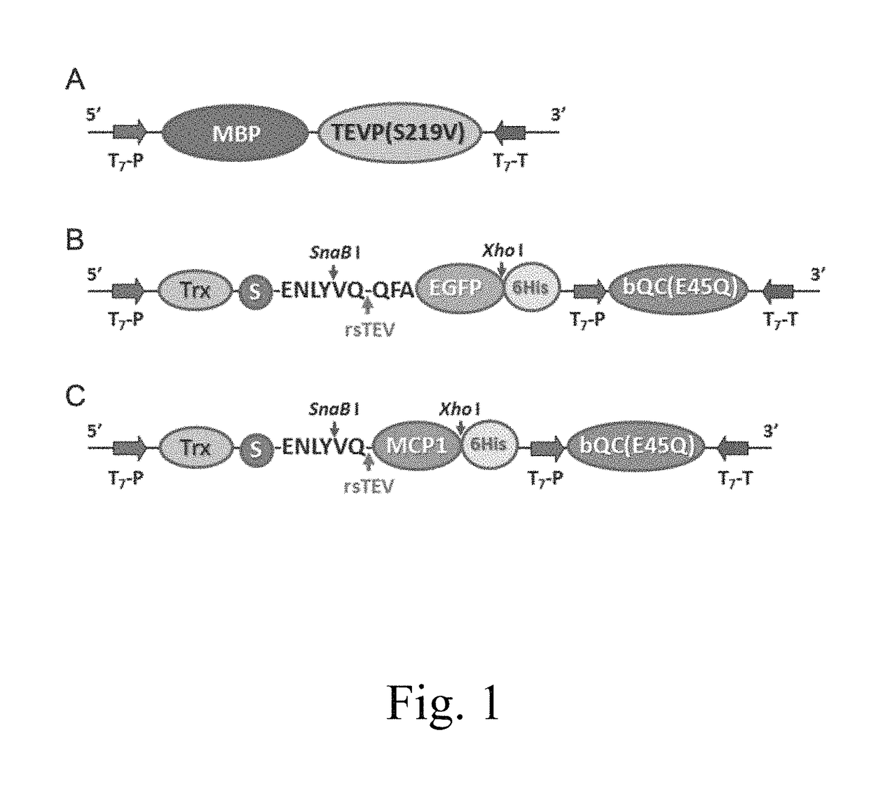 Expression system for producing protein having a N-terminal pyroglutamate residue