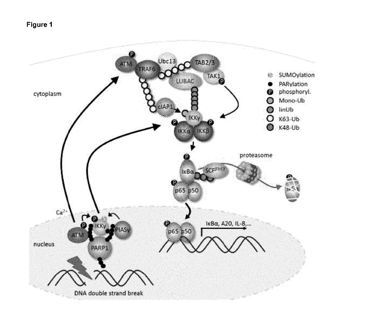 Selective inhibitors of gentotoxic steress-induced ikk/nf-kb pathways