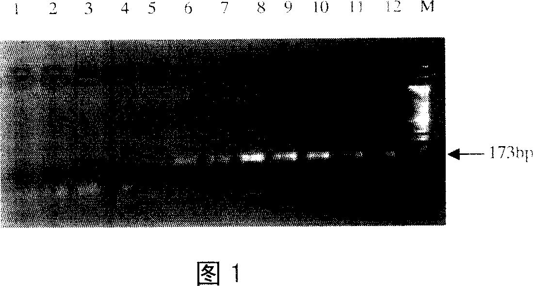 Method for detecting CVM deleterious gene of oxen