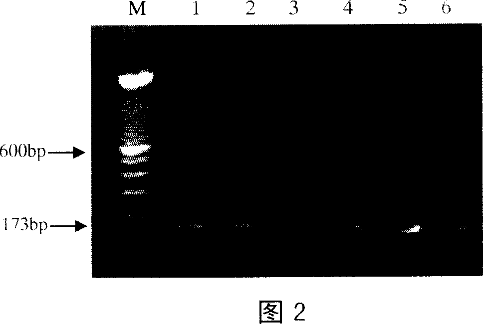 Method for detecting CVM deleterious gene of oxen