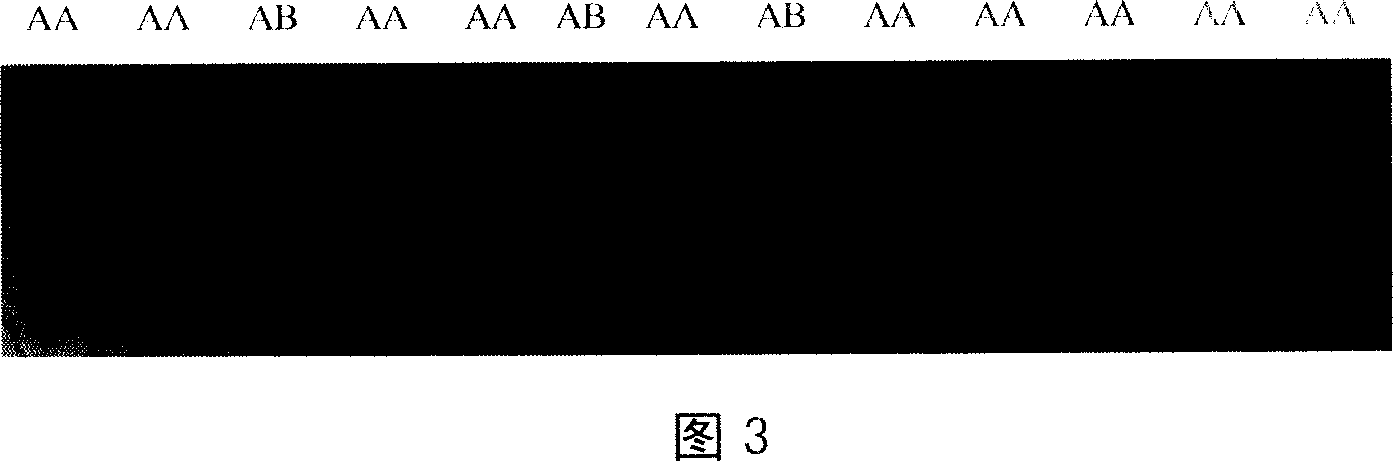 Method for detecting CVM deleterious gene of oxen