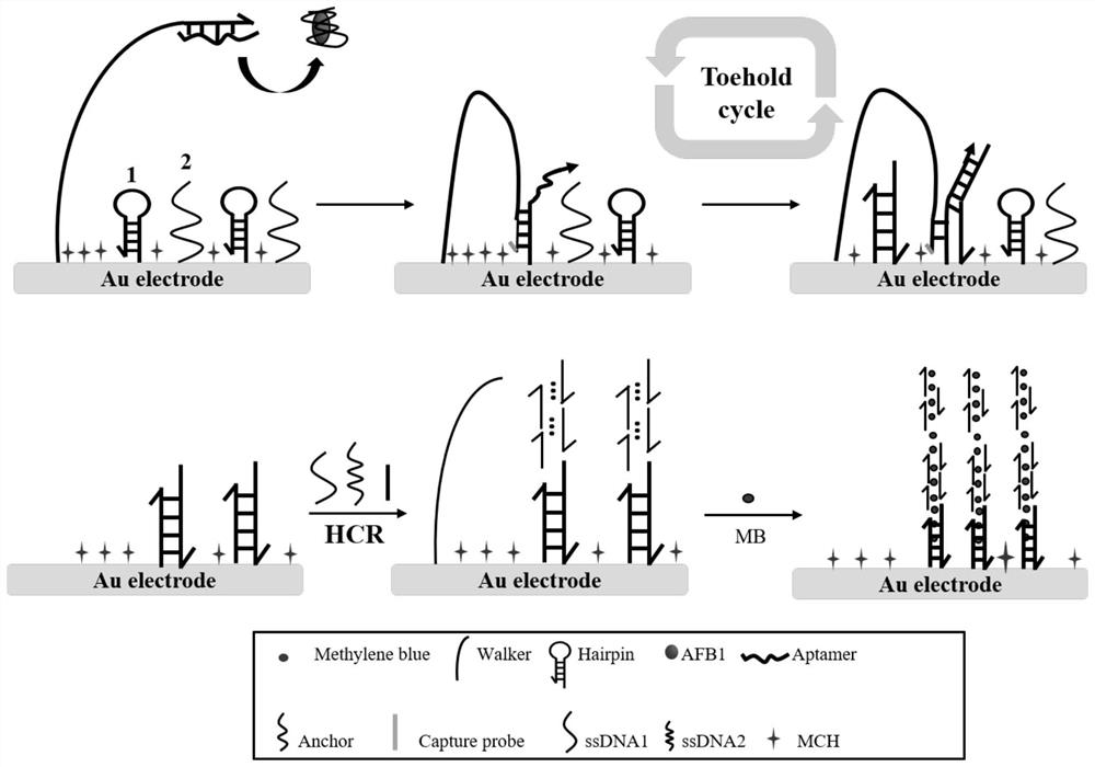 Preparation method and application of electrochemical biosensor based on DNA walker