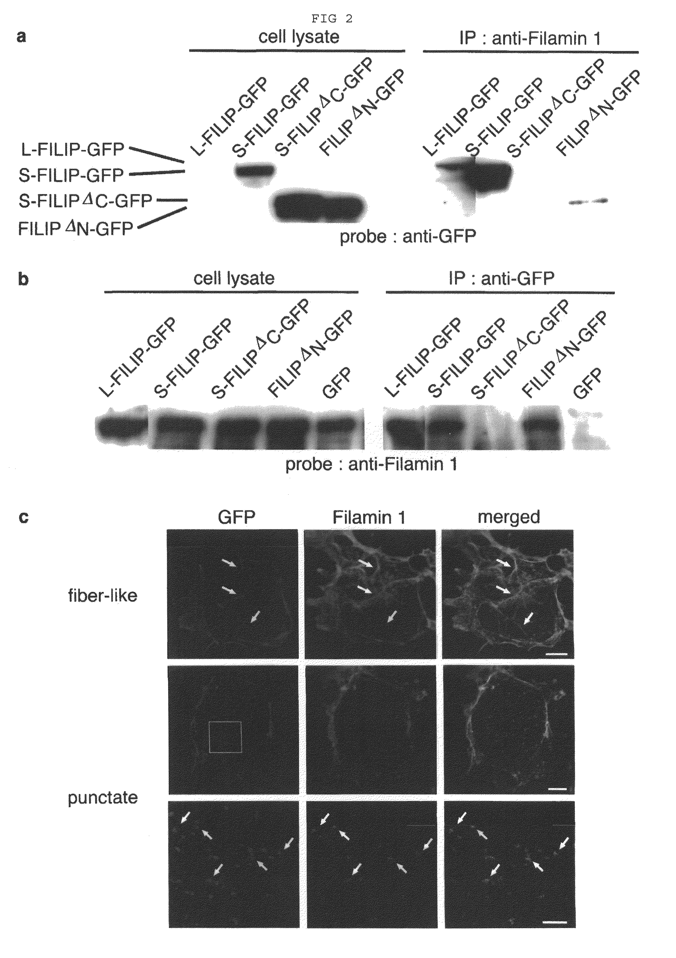 Proteins having effects of controlling cell migration and cell death