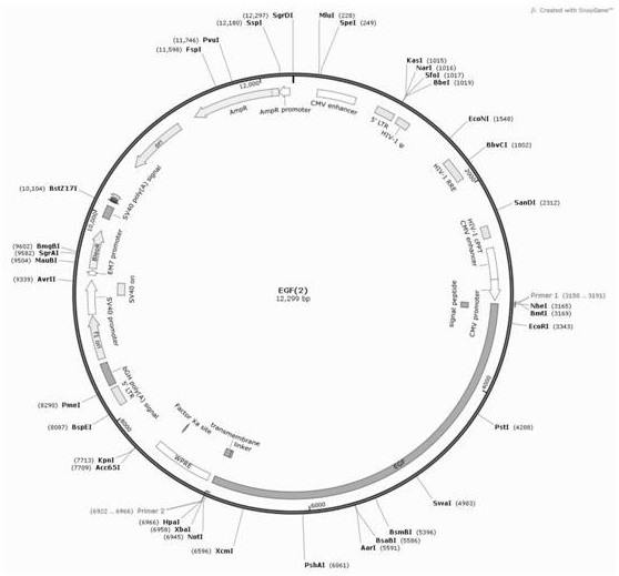 EGF mesenchymal stem cell exosome as well as preparation method and application thereof