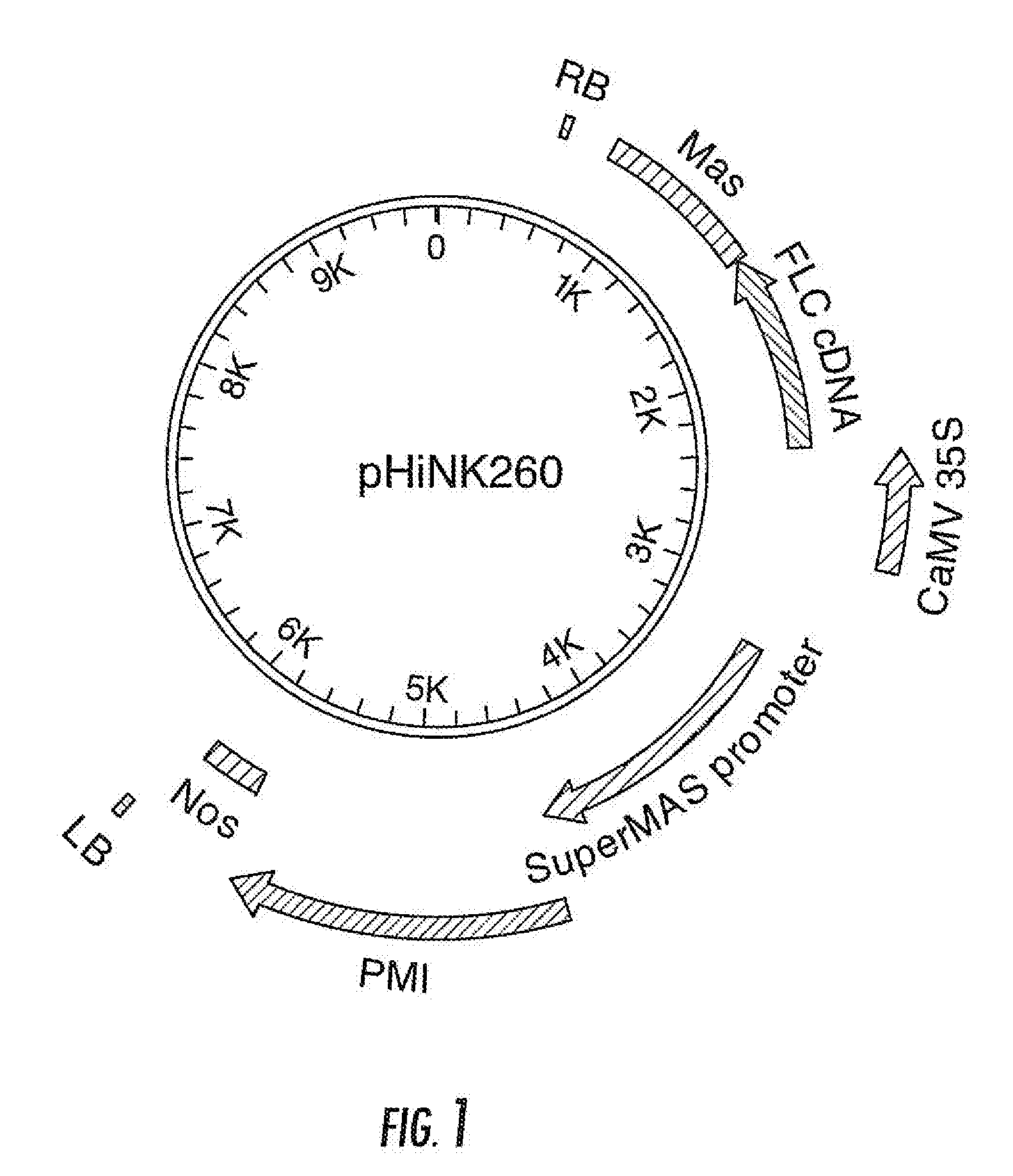 Transgenic plants and methods for controlling bolting in sugar beet