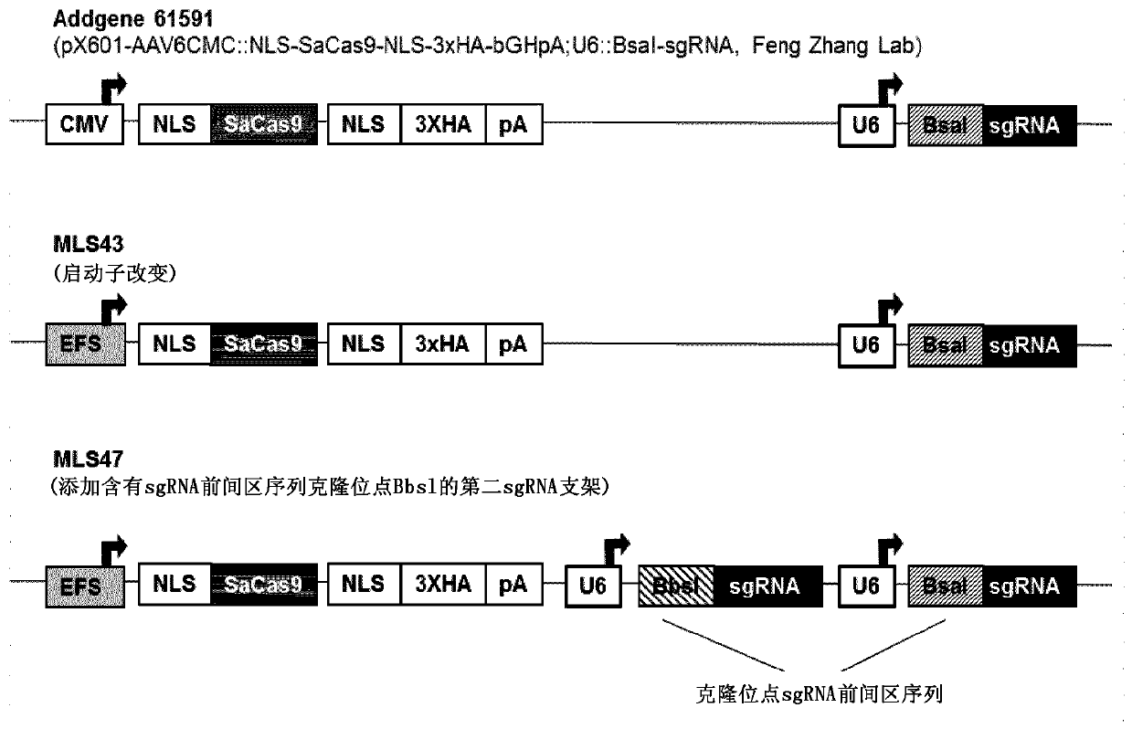 Compositions and methods for the treatment of myotonic dystrophy