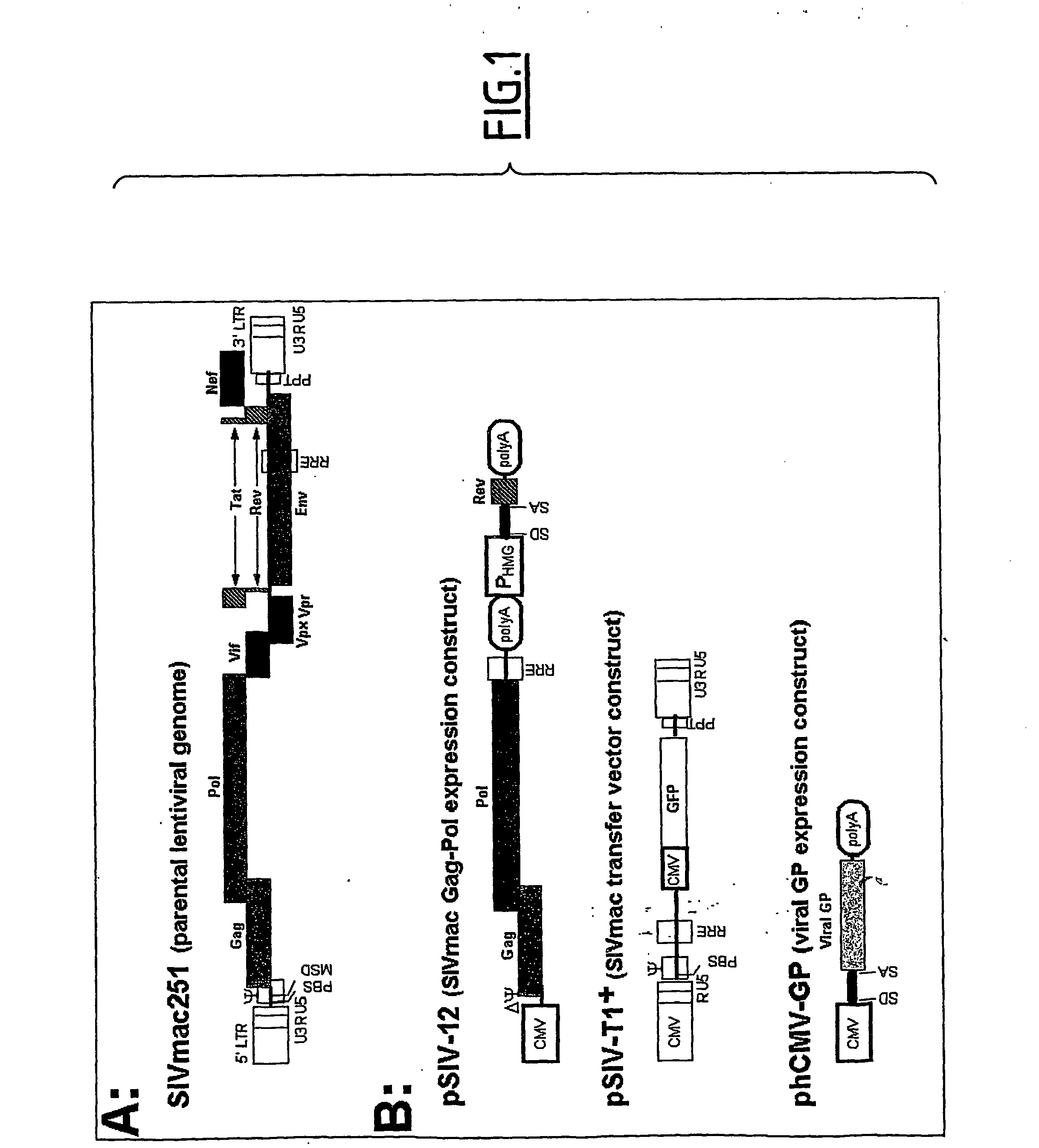 Chimeric glycoproteins and pseudotyped lentiviral vectors