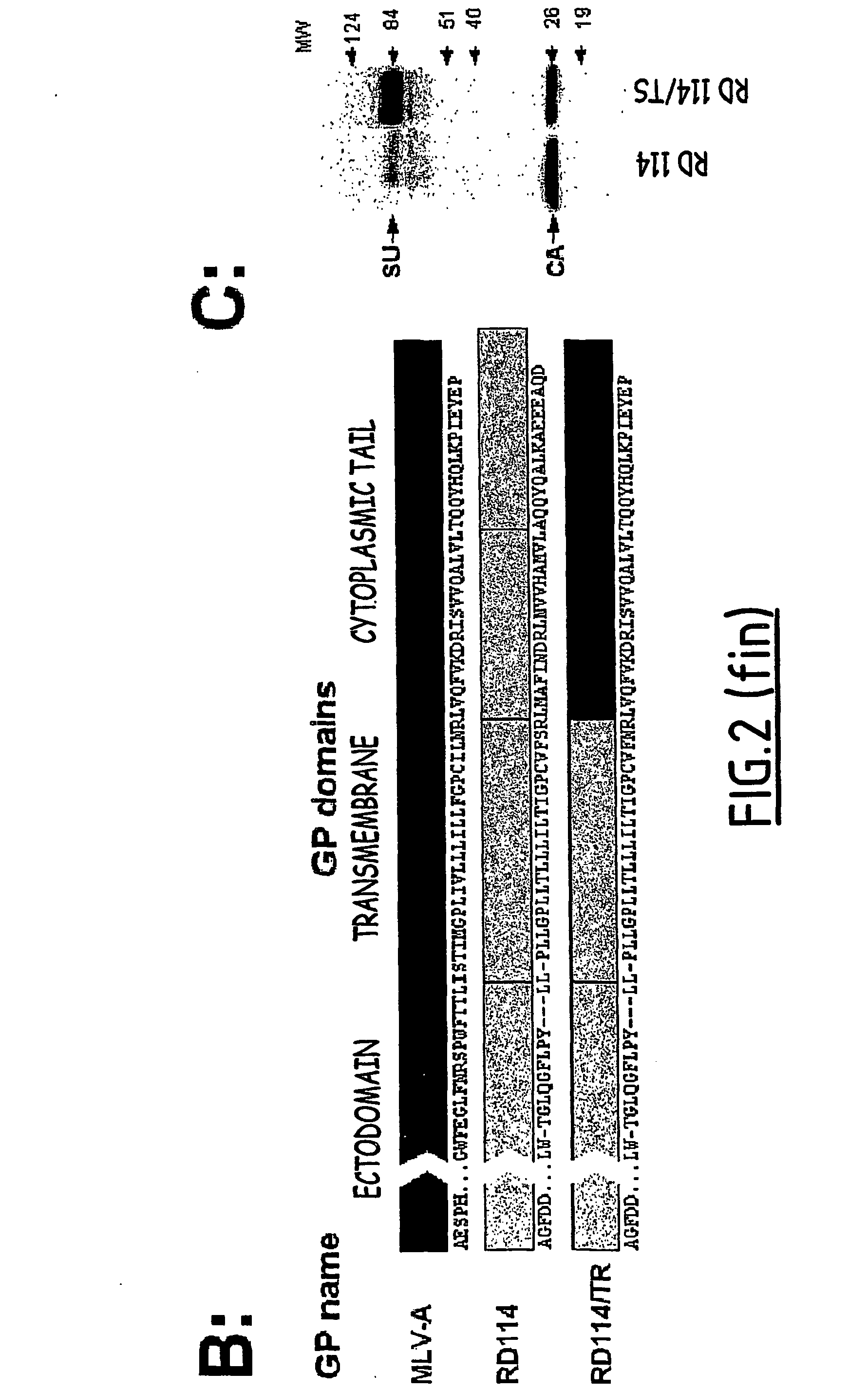 Chimeric glycoproteins and pseudotyped lentiviral vectors