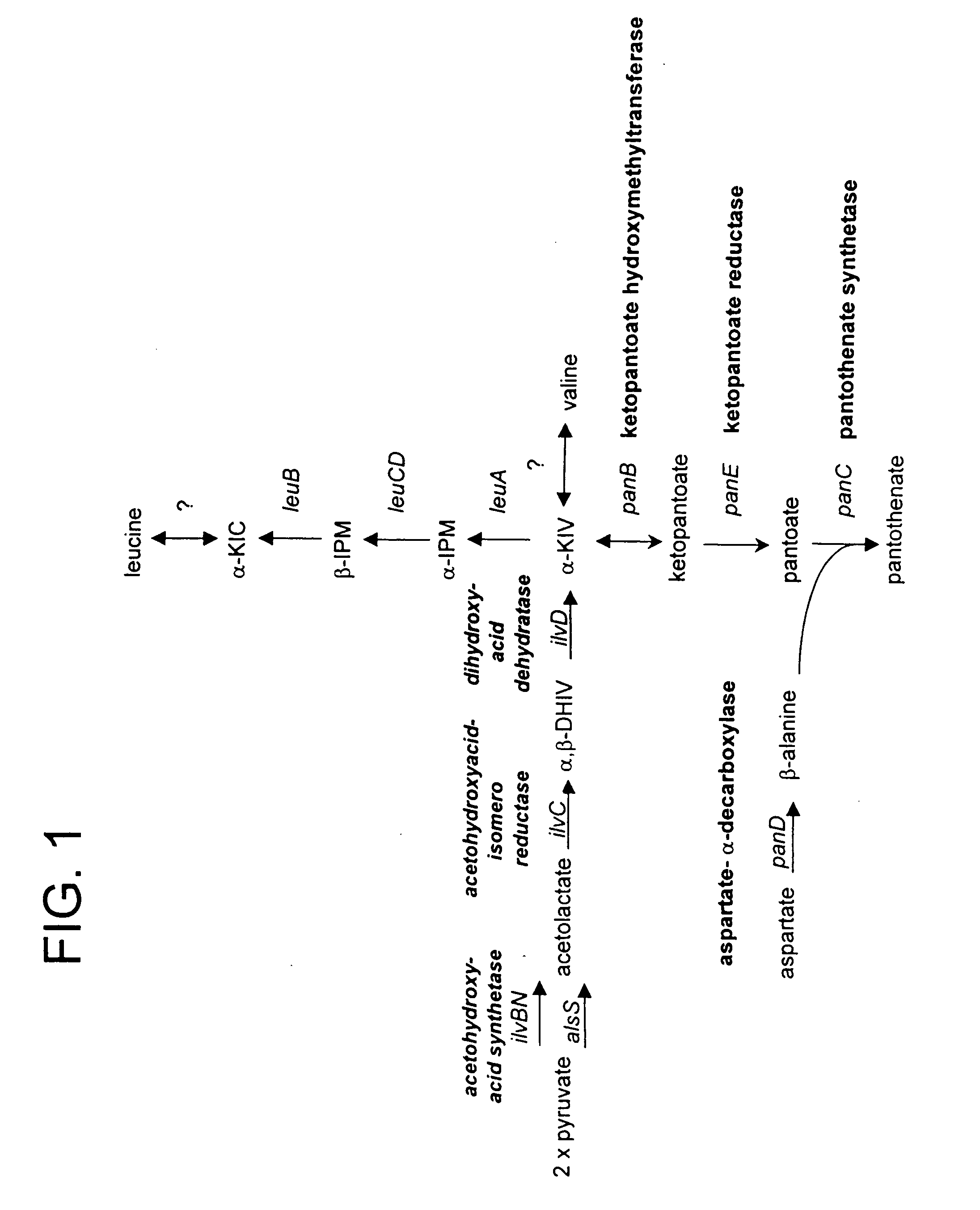 Methods and microorganisms for production of panto-compounds