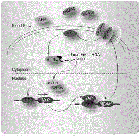 Hepatocarcinoma marker melanoma cell-adhesion molecule and application thereof