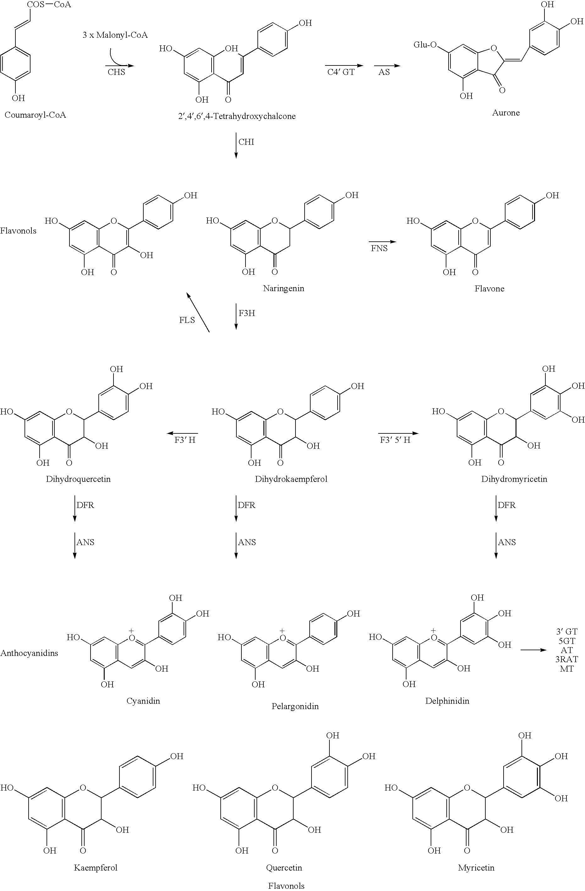 Rose containing flavone, and method for production thereof