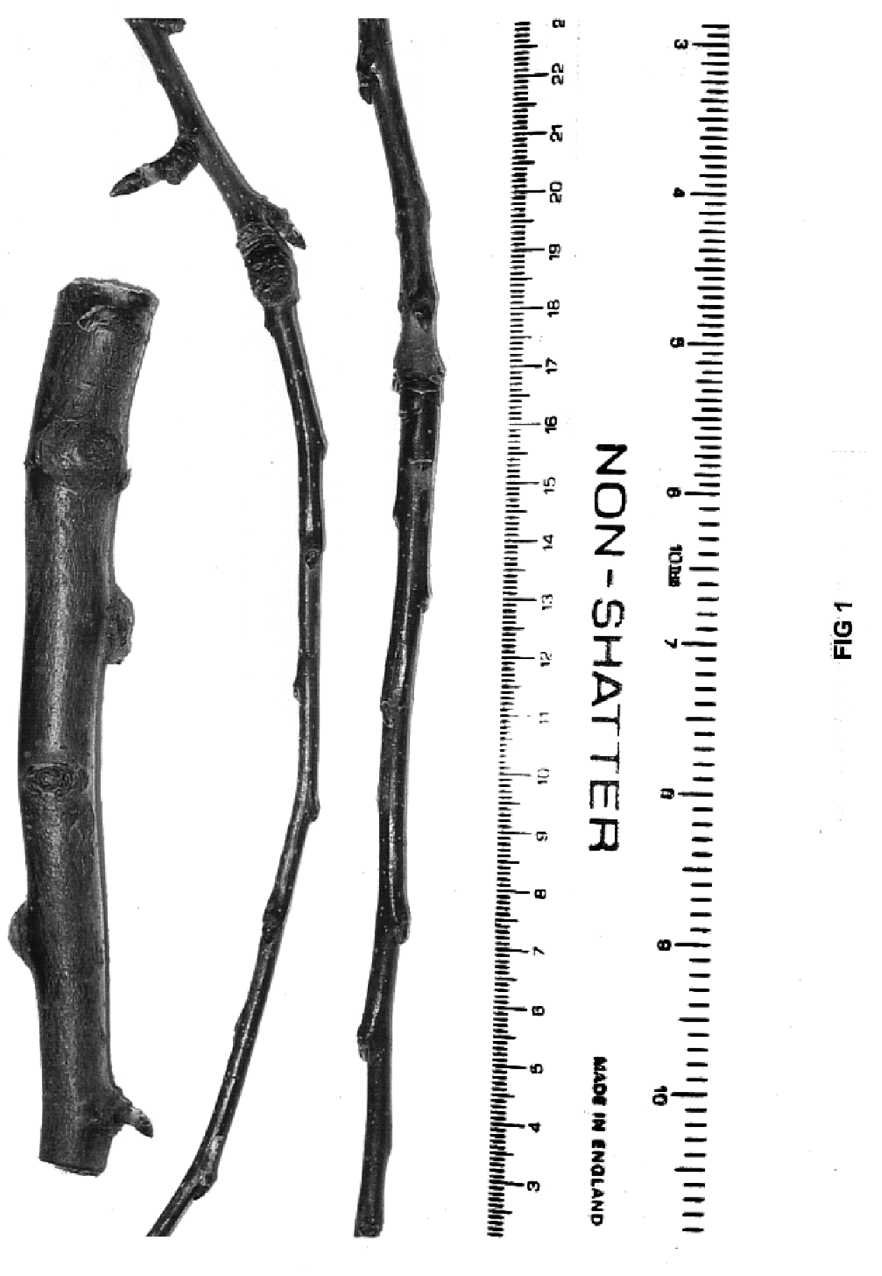 Apple tree rootstock named 'G.935'