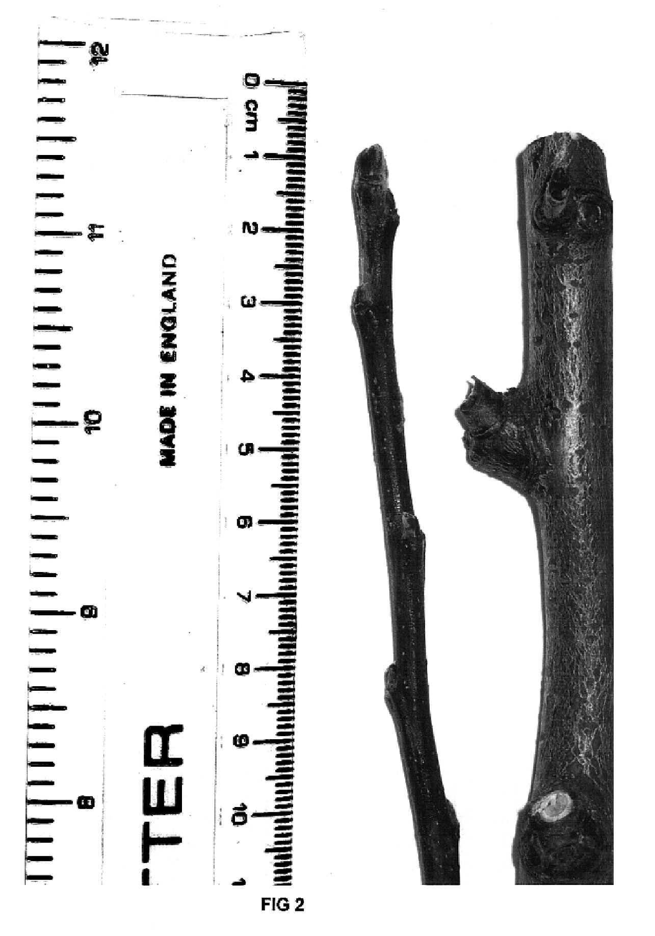 Apple tree rootstock named 'G.935'