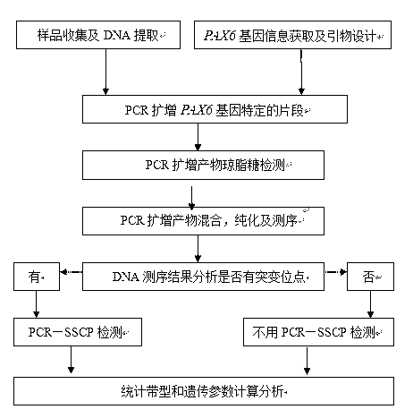 Method for detecting growth traits of cattle through paired box gene 6 (PAX6) and diagnostic kit thereof