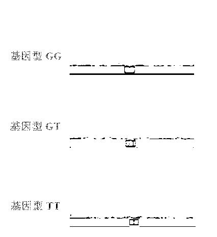 Method for detecting growth traits of cattle through paired box gene 6 (PAX6) and diagnostic kit thereof