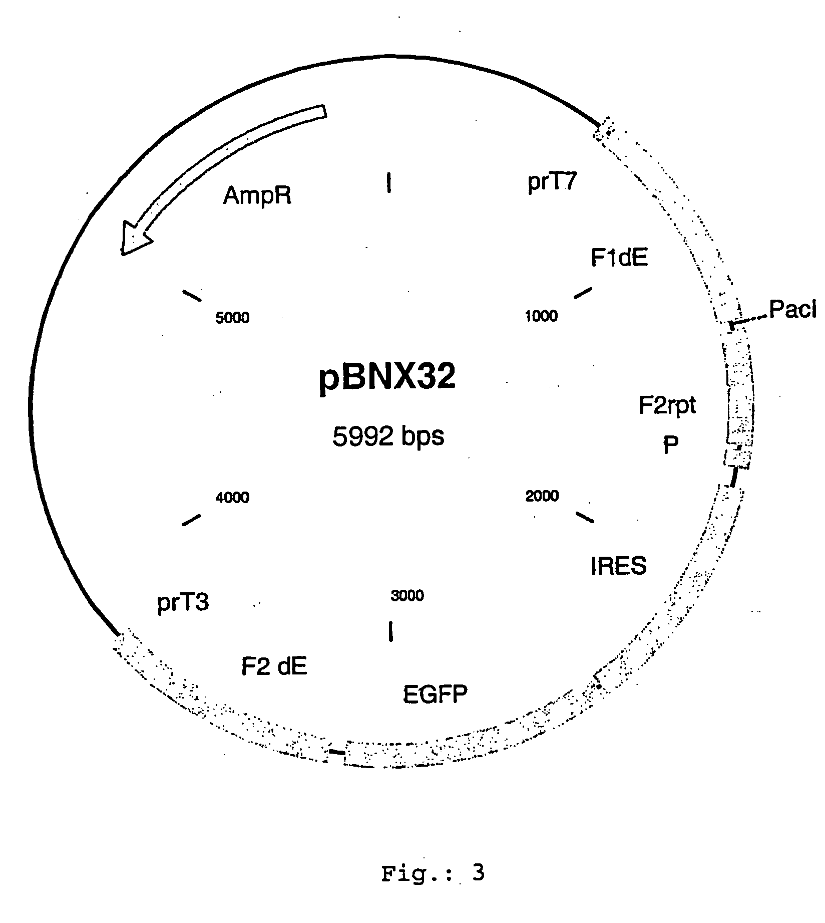 Recombinant poxvirus expressing homologous genes inserted into the foxviral genome