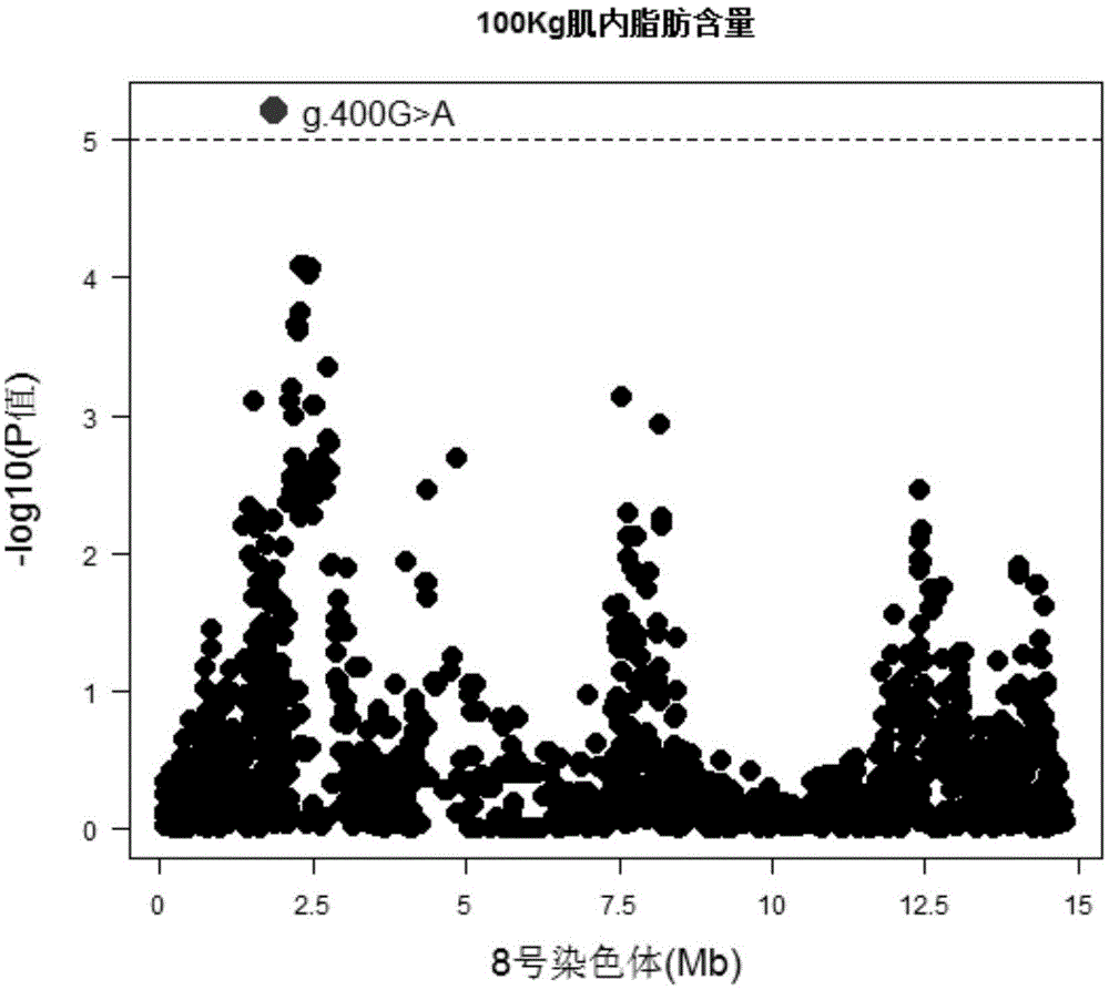 Molecular marker influencing intramuscular fat character of pig and application