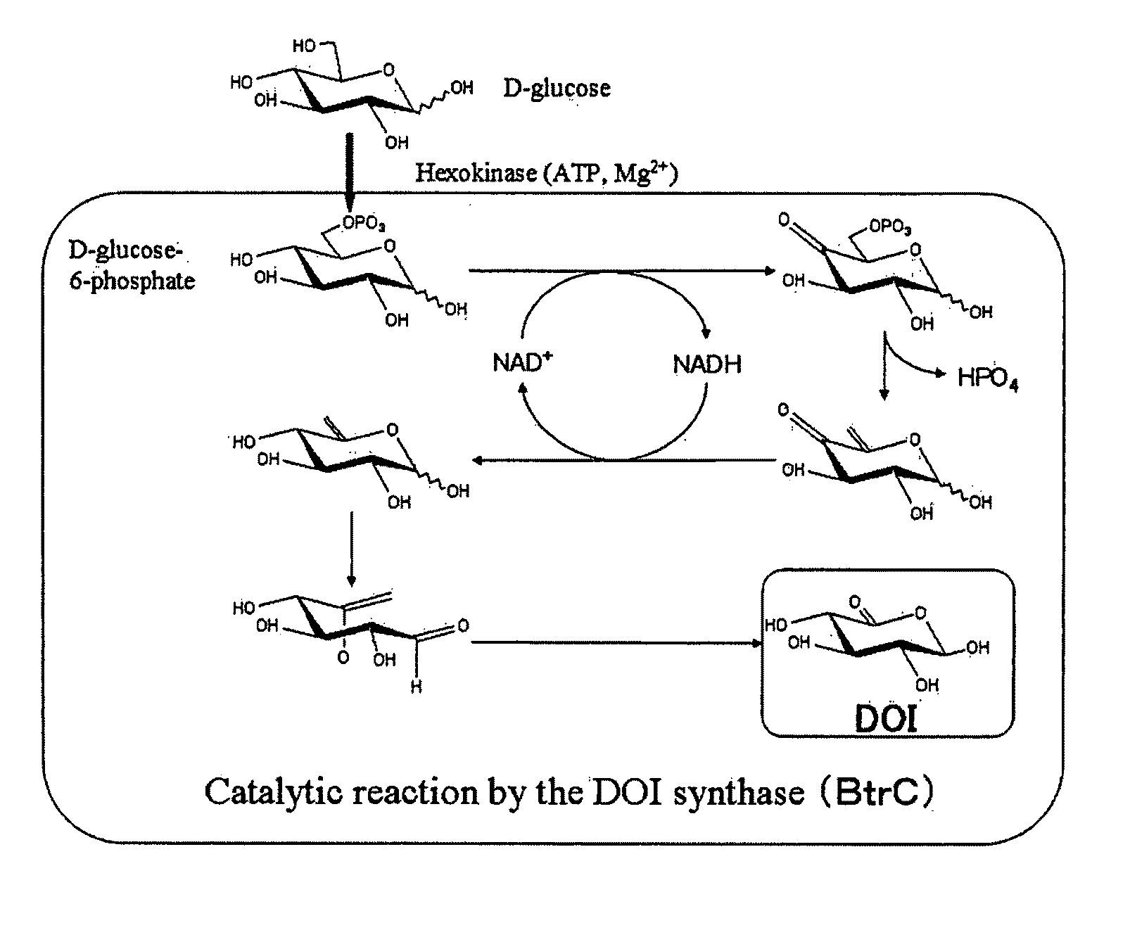 Gene Expression Cassette and a Transformant, and a Method for Manufacturing 2-Deoxy-Scyllo-Inosose and a Method for Purifying 2-Deoxy-Scyllo-Inosose Using Said Transformant