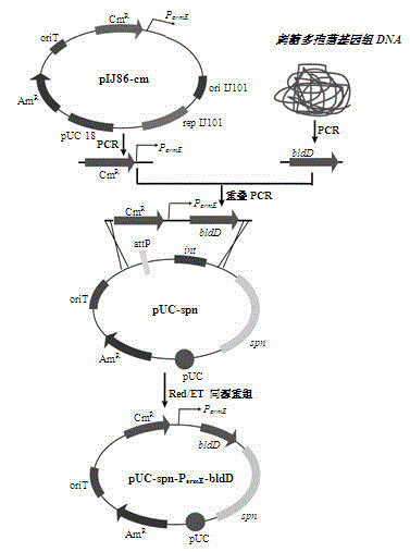 Saccharopolyspora spinosa recombinant strain with double bldD genes