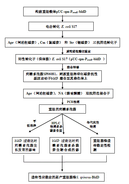 Saccharopolyspora spinosa recombinant strain with double bldD genes