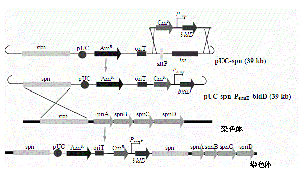 Saccharopolyspora spinosa recombinant strain with double bldD genes