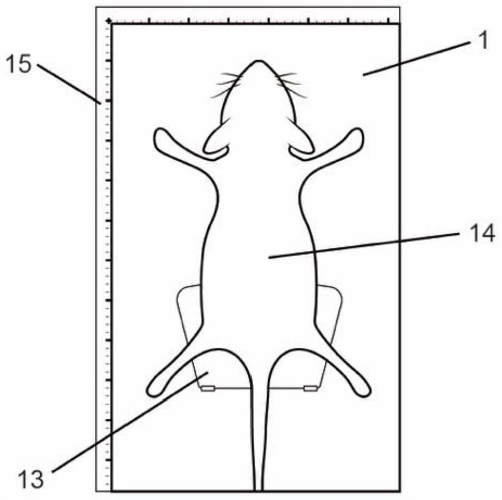 Mouse operation and optical imaging experiment device