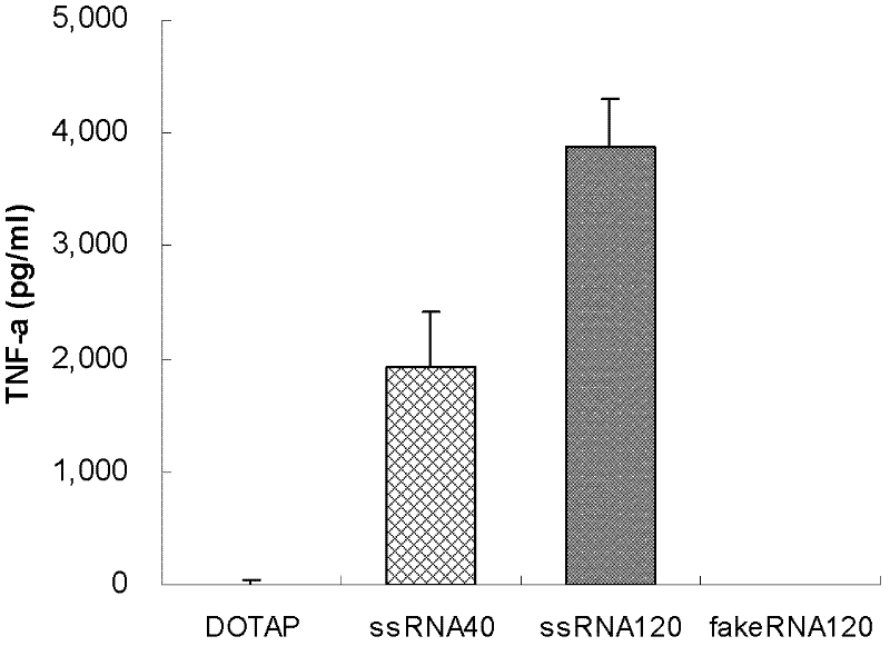 Agonist and application of Toll-like receptors 7 and 8