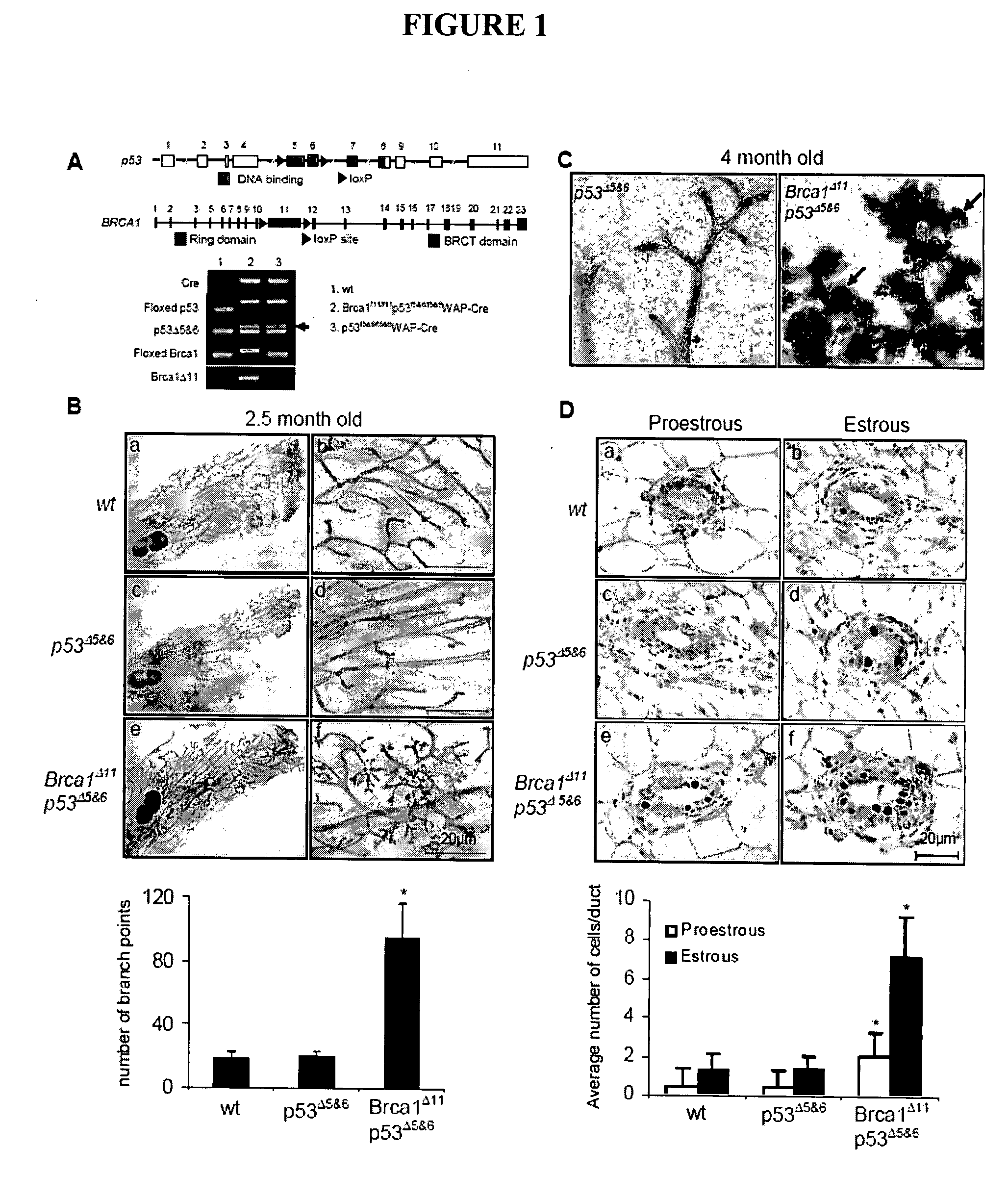 Methods and compositions for cancer prevention and treatment