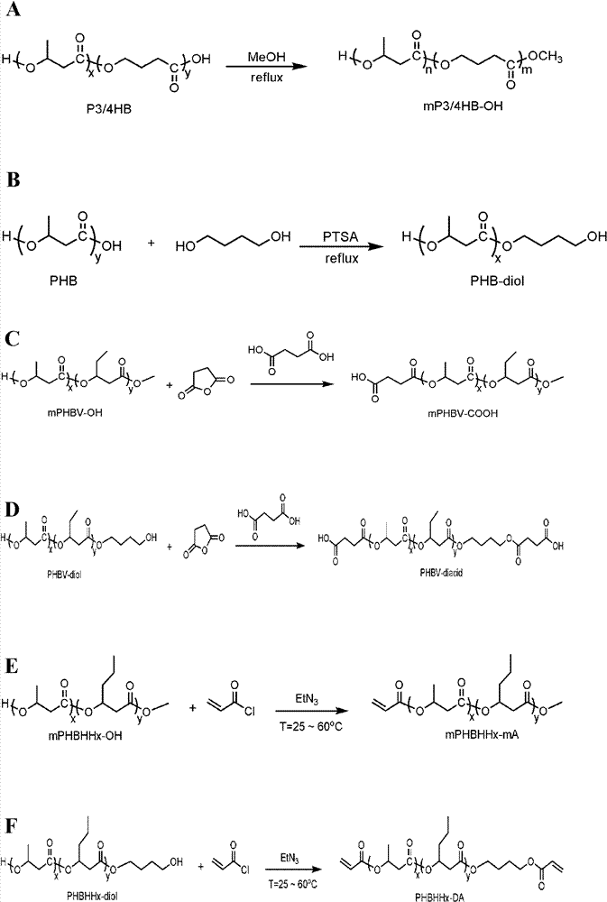 Biodegradable polymer, preparation method thereof and nucleic acid drug delivery carrier