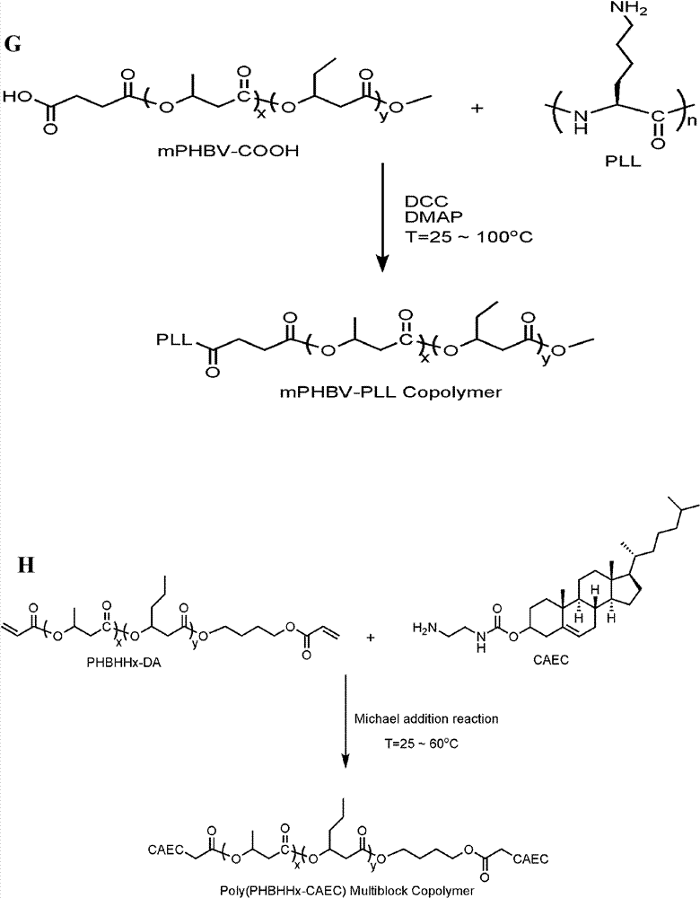 Biodegradable polymer, preparation method thereof and nucleic acid drug delivery carrier