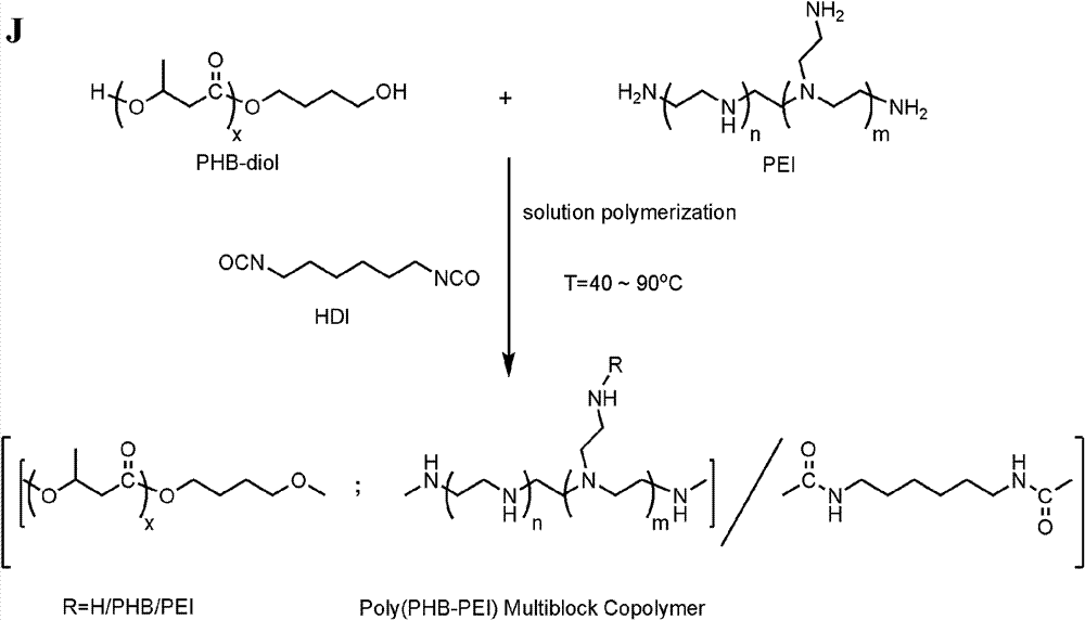 Biodegradable polymer, preparation method thereof and nucleic acid drug delivery carrier