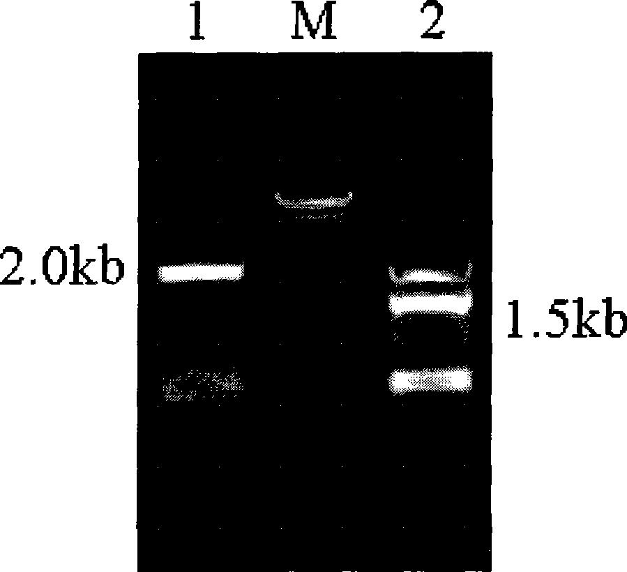 Method for simultaneously producing glutathione and S-adenosyl methionine at high yield