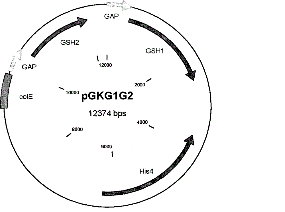 Method for simultaneously producing glutathione and S-adenosyl methionine at high yield