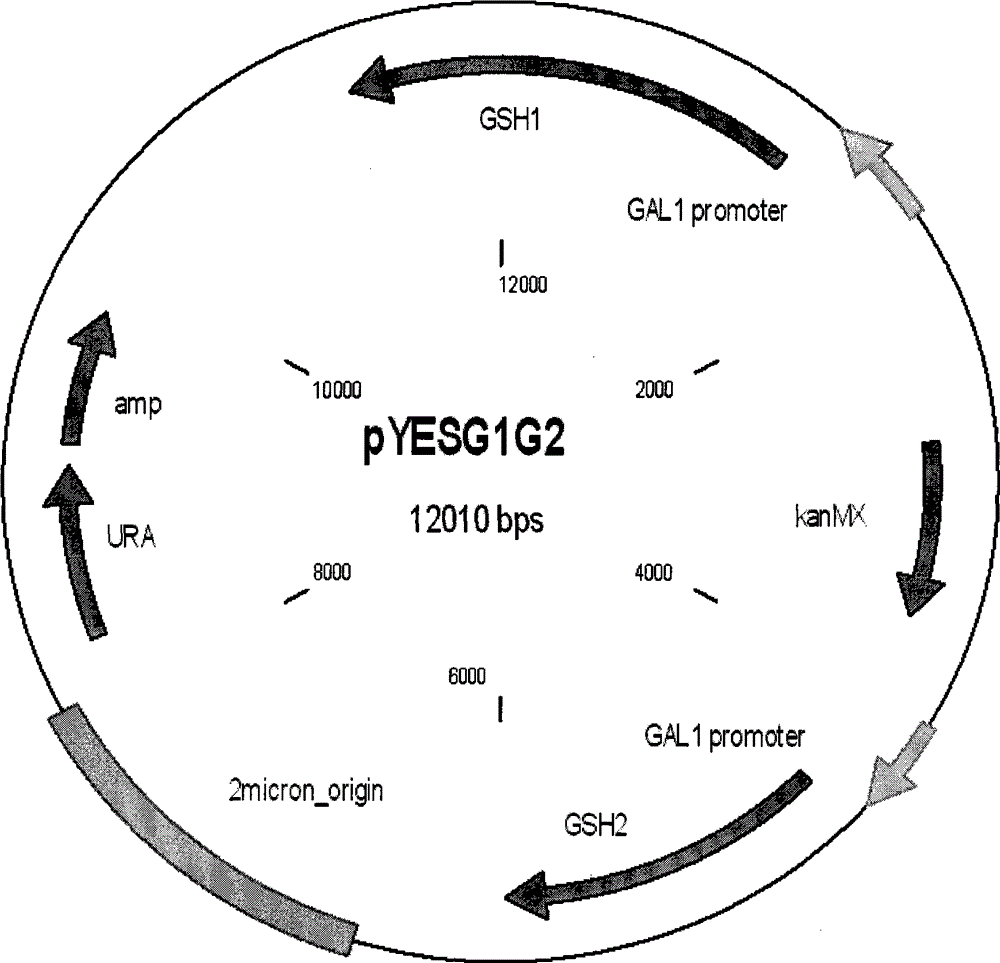 Method for simultaneously producing glutathione and S-adenosyl methionine at high yield