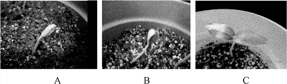 Construction method for plant root related functional gene research model